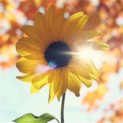 半岛网页版入口官网